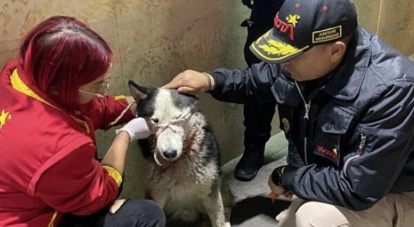 Autoridades de Ciudad Bolívar rescatan a lobo siberiano tras graves hechos de violencia